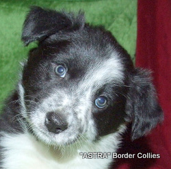 Black and white FEMALE border collie puppy